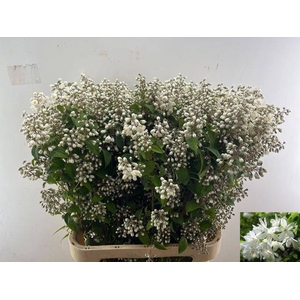 DEUTZIA MAGICAL SPRI
