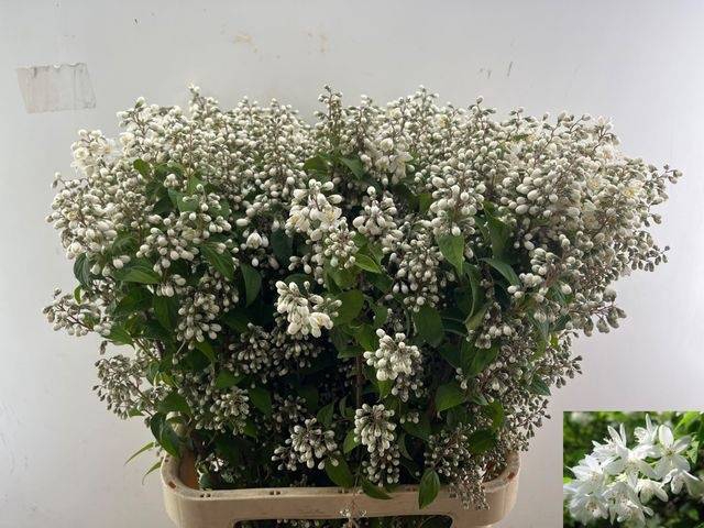 <h4>DEUTZIA MAGICAL SPRI</h4>