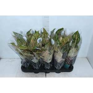 AGLAONEMA VARIADA P12 PREMIUM