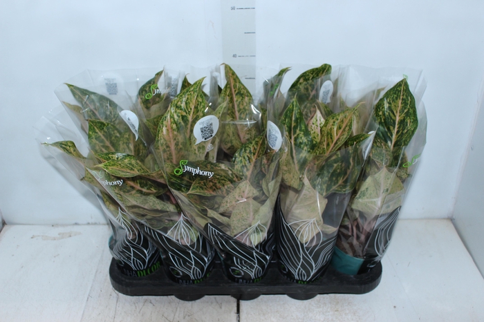 <h4>AGLAONEMA VARIADA P12 PREMIUM</h4>