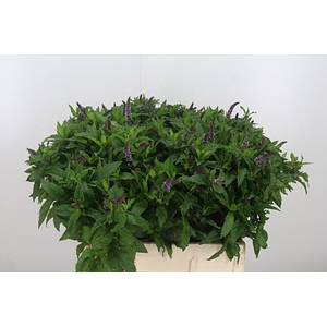 Mentha Tigra