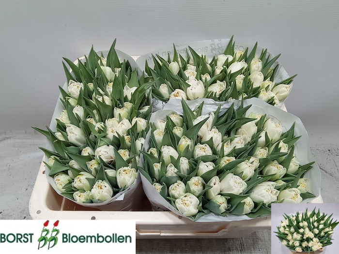 <h4>TU DU ICEBERG</h4>