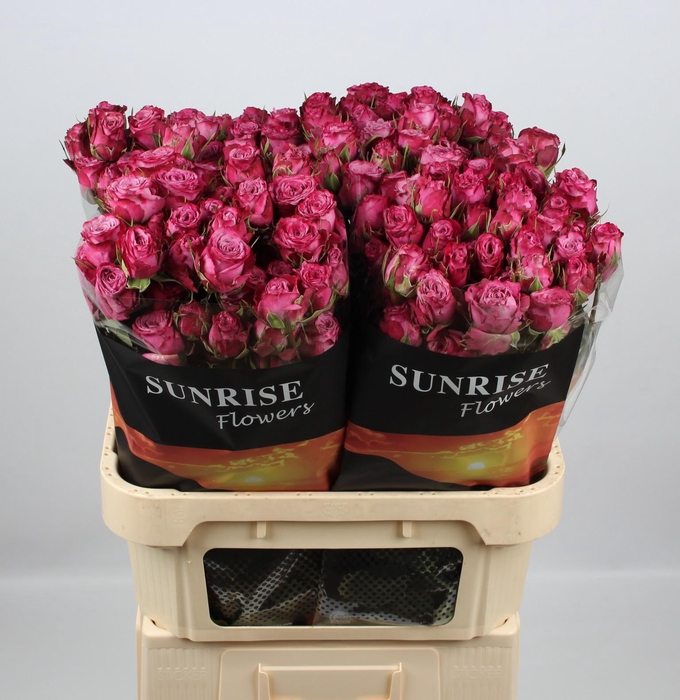 <h4>R TR PURPLE QUEEN</h4>