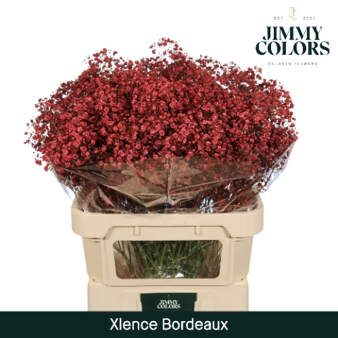 <h4>Gyps Xlence L80 Bordeaux</h4>