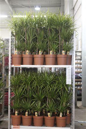 <h4>** Dra Marg Sunray 60-30-15 Cm* Winter Promo *</h4>