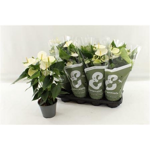 Anthu An Cocos 4-5+