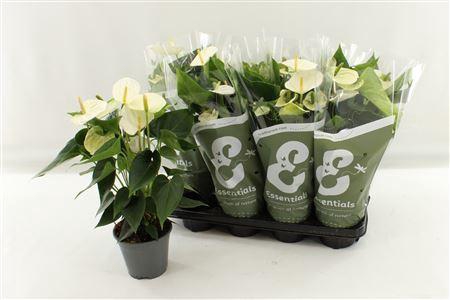 <h4>Anthu An Cocos 4-5+</h4>