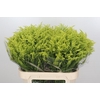 Solidago Tara Gold Buiten