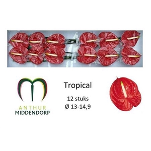 ANTH A TROPICAL X12