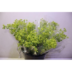 Alchem M Robustica X5