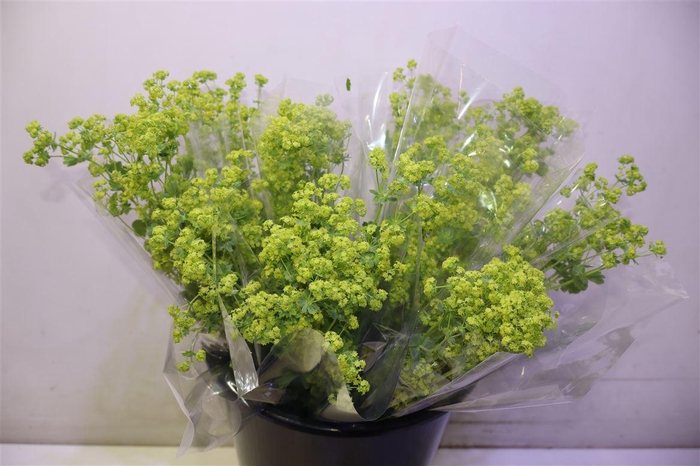 <h4>Alchem M Robustica X5</h4>