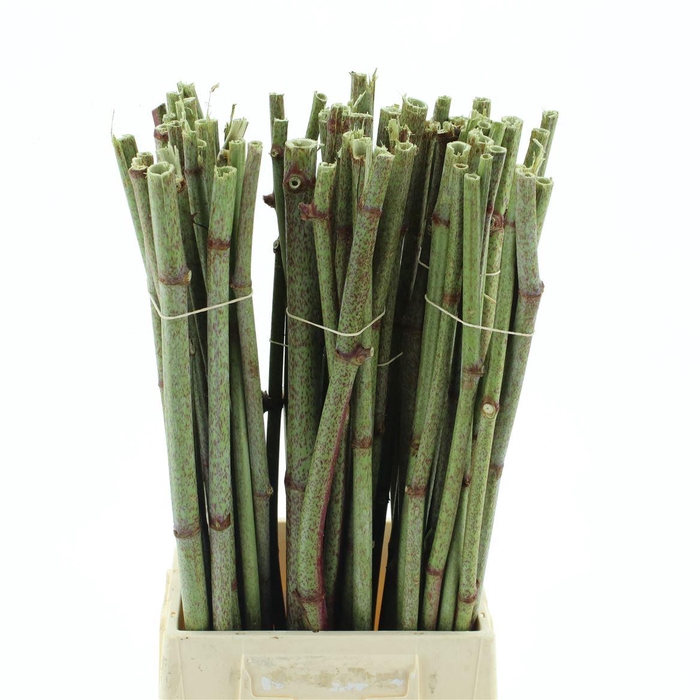 <h4>Persicaria 60cm</h4>