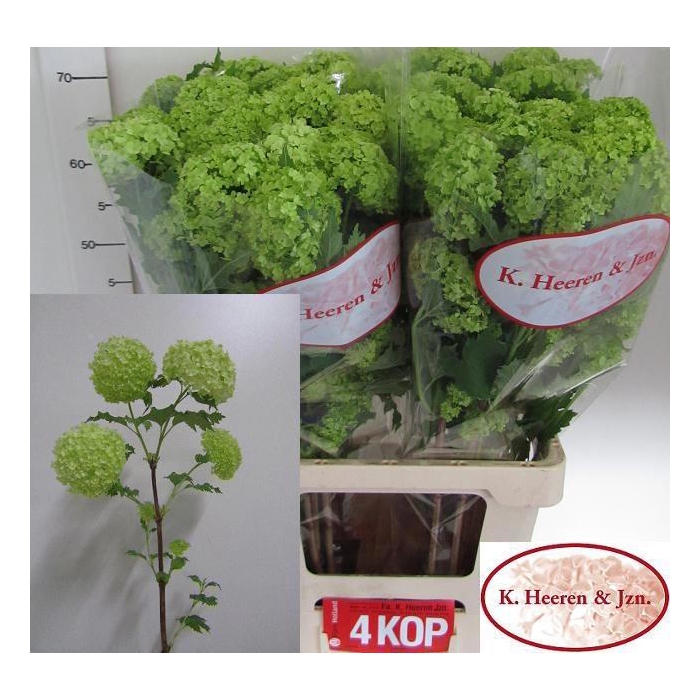 <h4>Viburnum Roseum St</h4>