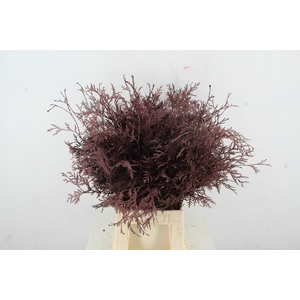 Coniferen xl Bordeaux Per Bunch