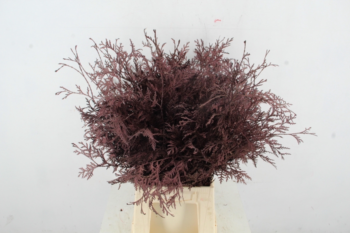 <h4>Coniferen xl Bordeaux Per Bunch</h4>