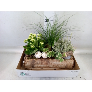 Arr.   Tuinplanten L%