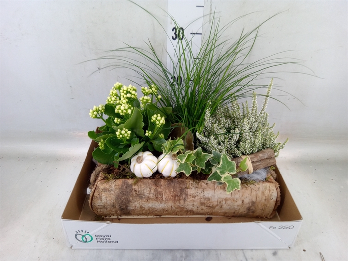 <h4>Arr.   Tuinplanten L%</h4>