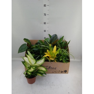 Planten Groen   ...mix 12