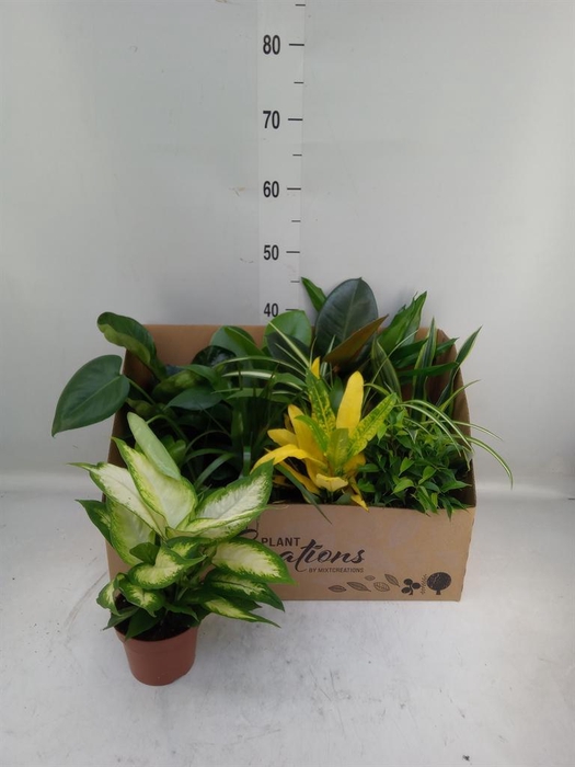 <h4>Planten Groen   ...mix 12</h4>