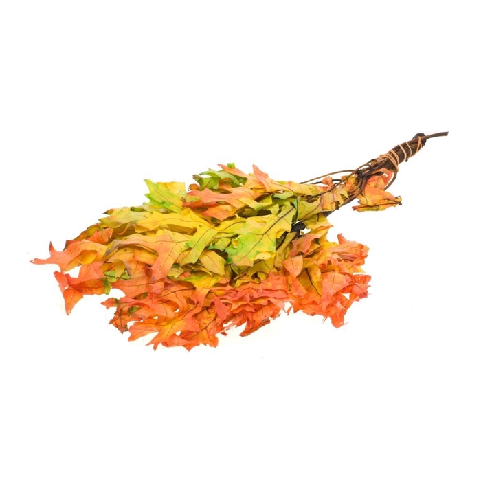 <h4>Scarlet Oak leaf preserved Autumn Leaves</h4>