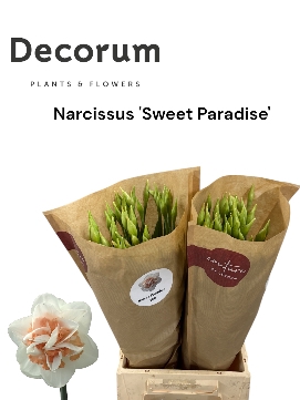 <h4>Narcissus Sweet Paradise 566</h4>