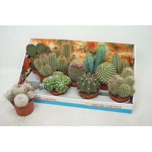 Cactus mix 10,5Ø 15cm