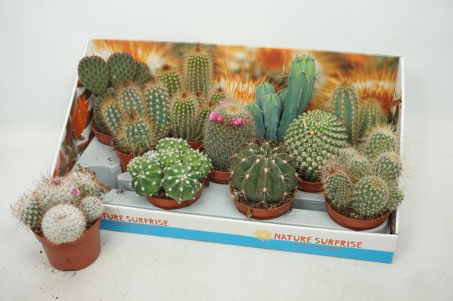 Cactus mix 10,5Ø 15cm