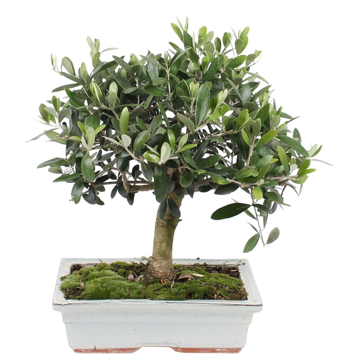 <h4>Outdoor Bonsai DeLuxe Olea Sylvestrys ø25cm</h4>