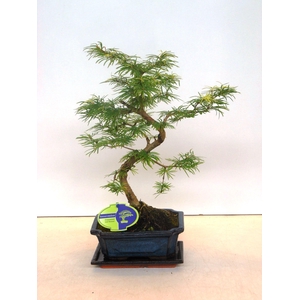 pseudolarix amabilis 20 cm shape with driptray