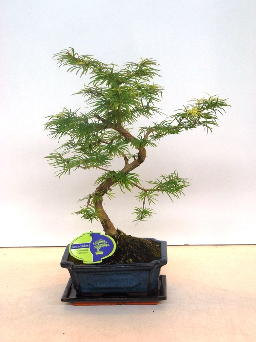 <h4>pseudolarix amabilis 20 cm shape with driptray</h4>