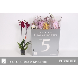 PHAL GEM 8 KL