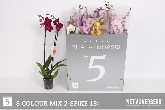 <h4>PHAL GEM 8 KL</h4>