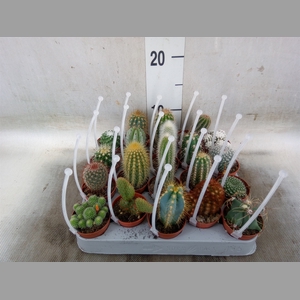 Cactus   ...mix