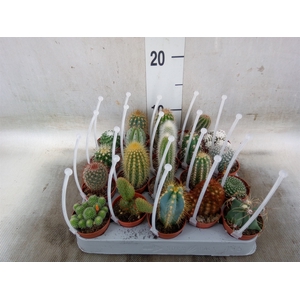 Cactus   ...mix