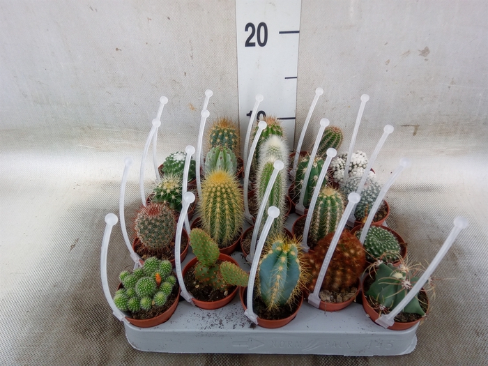 <h4>Cactus   ...mix</h4>