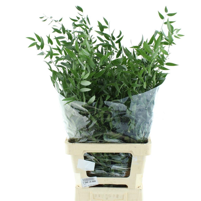 <h4>DANAE RACEMOSA PB</h4>