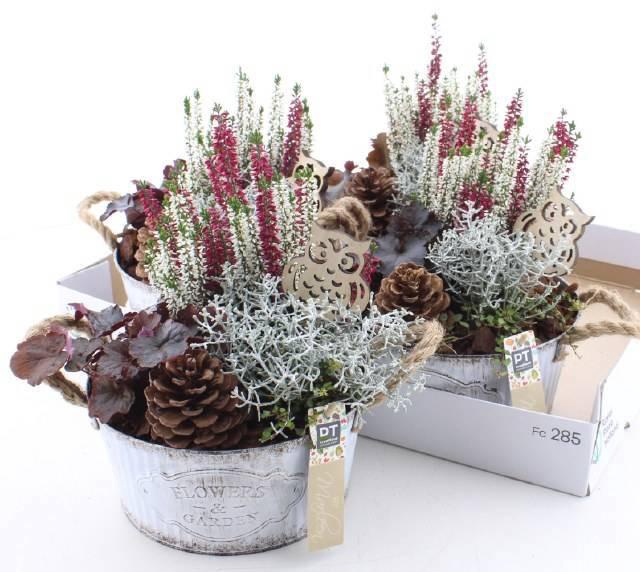 <h4>ARR TUINPLANTEN</h4>