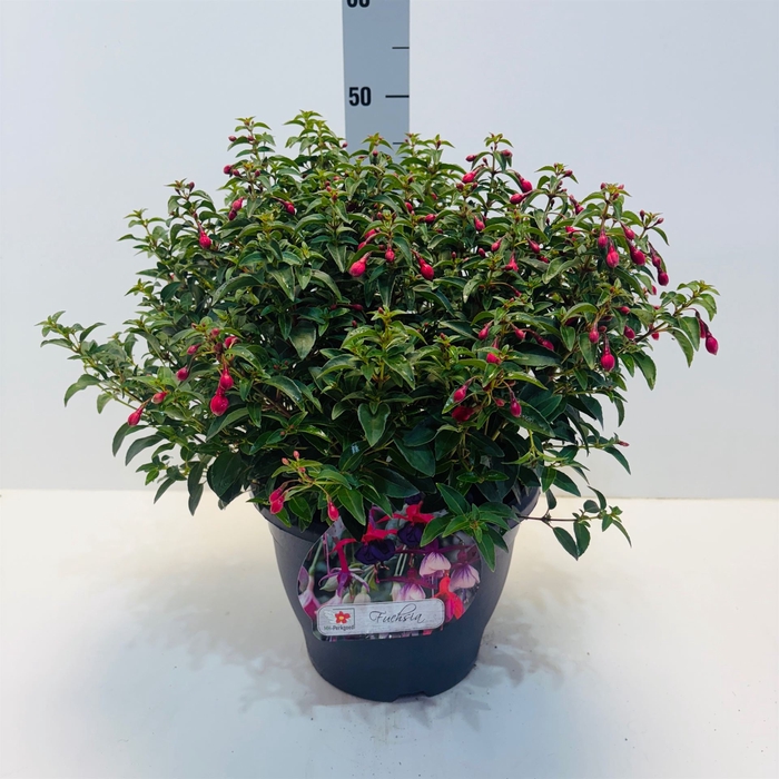 <h4>Fuchsia  'Tom Thumb'</h4>