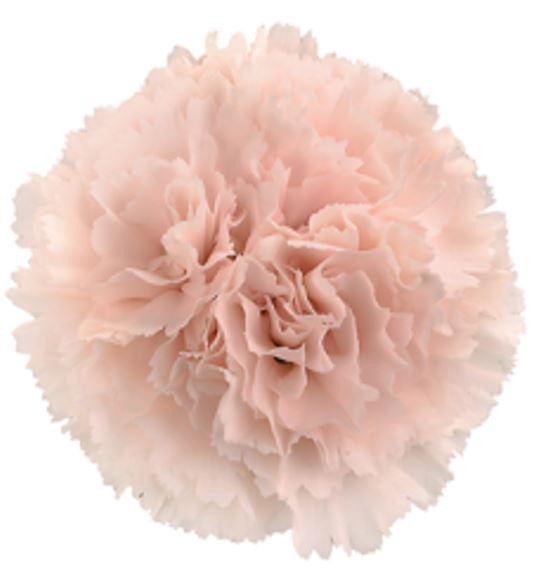 <h4>Dianthus St Brut</h4>