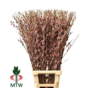 Salix Ch Red Passion