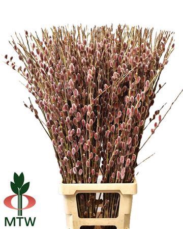<h4>Salix Ch Red Passion</h4>