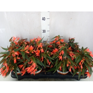 Begonia boliv. 'Beauvilia Salmon'