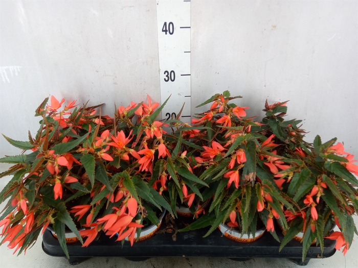 <h4>Begonia boliv. 'Beauvilia Salmon'</h4>
