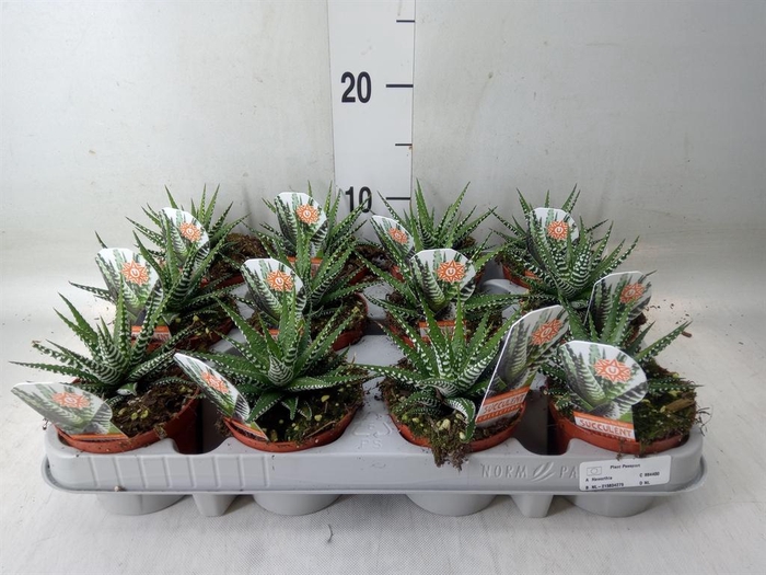 <h4>Haworthia fasciata 'Big Band'</h4>