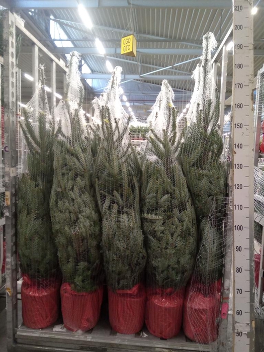 <h4>Abies fraseri</h4>