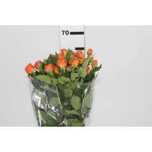 ROSA SPRAY BABE 060 CM