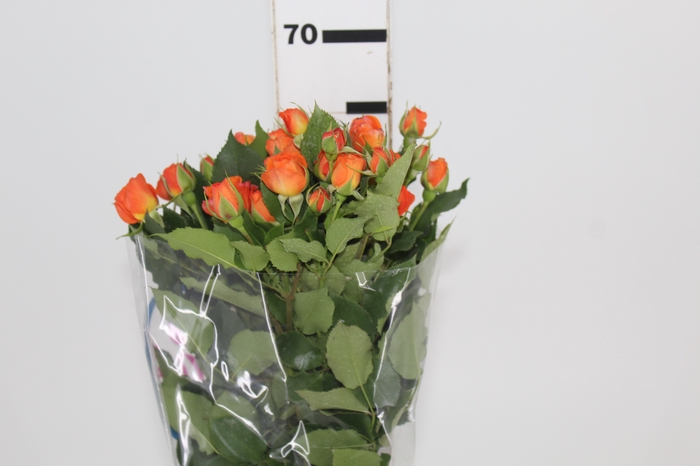 <h4>ROSA SPRAY BABE 060 CM</h4>