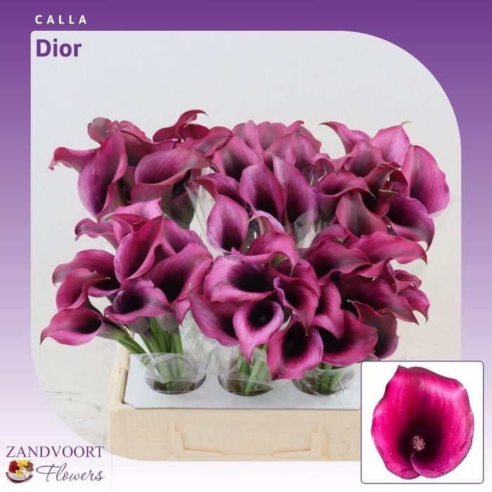 <h4>Calla Dior</h4>