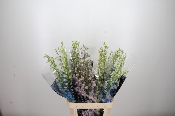 <h4>Delph Gemengd</h4>