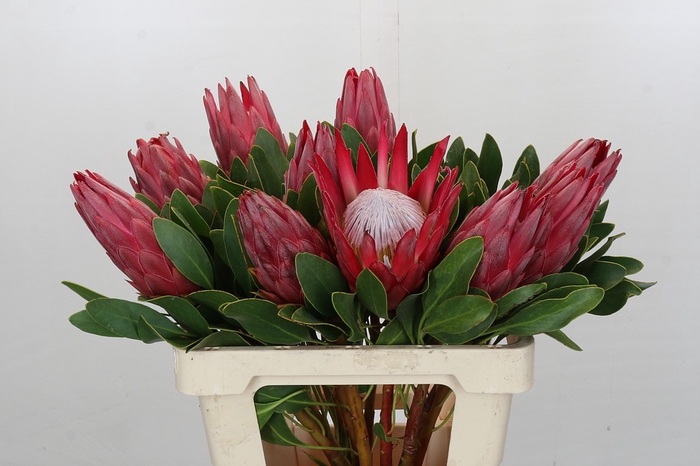 <h4>Protea Cynaroides Madiba</h4>